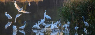 图集丨初冬，白鹭造访汕头濠江湿地