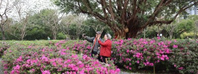 春意浓 花烂漫 台北迎2024杜鹃花季