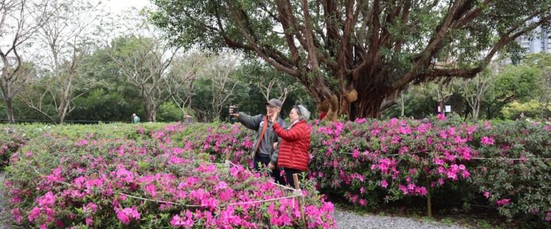 春意浓 花烂漫 台北迎2024杜鹃花季